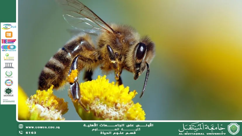 مقالة علمية للانسة نور الهدى عزمي حسن  بعنوان "دور الحشرات في التلقيح وأثرها على التنوع البيولوجي  "