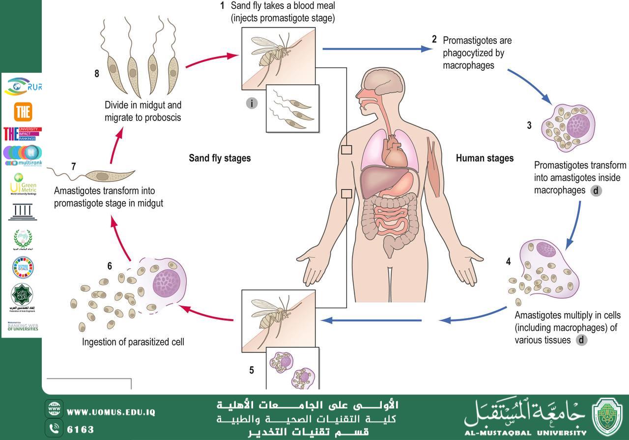 Leishmaniasis
