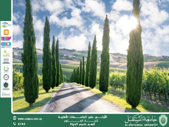 مقالة علمية للتدريسية ( م.م زينب ناظم عزيز ) بعنوان " شجره السرو "