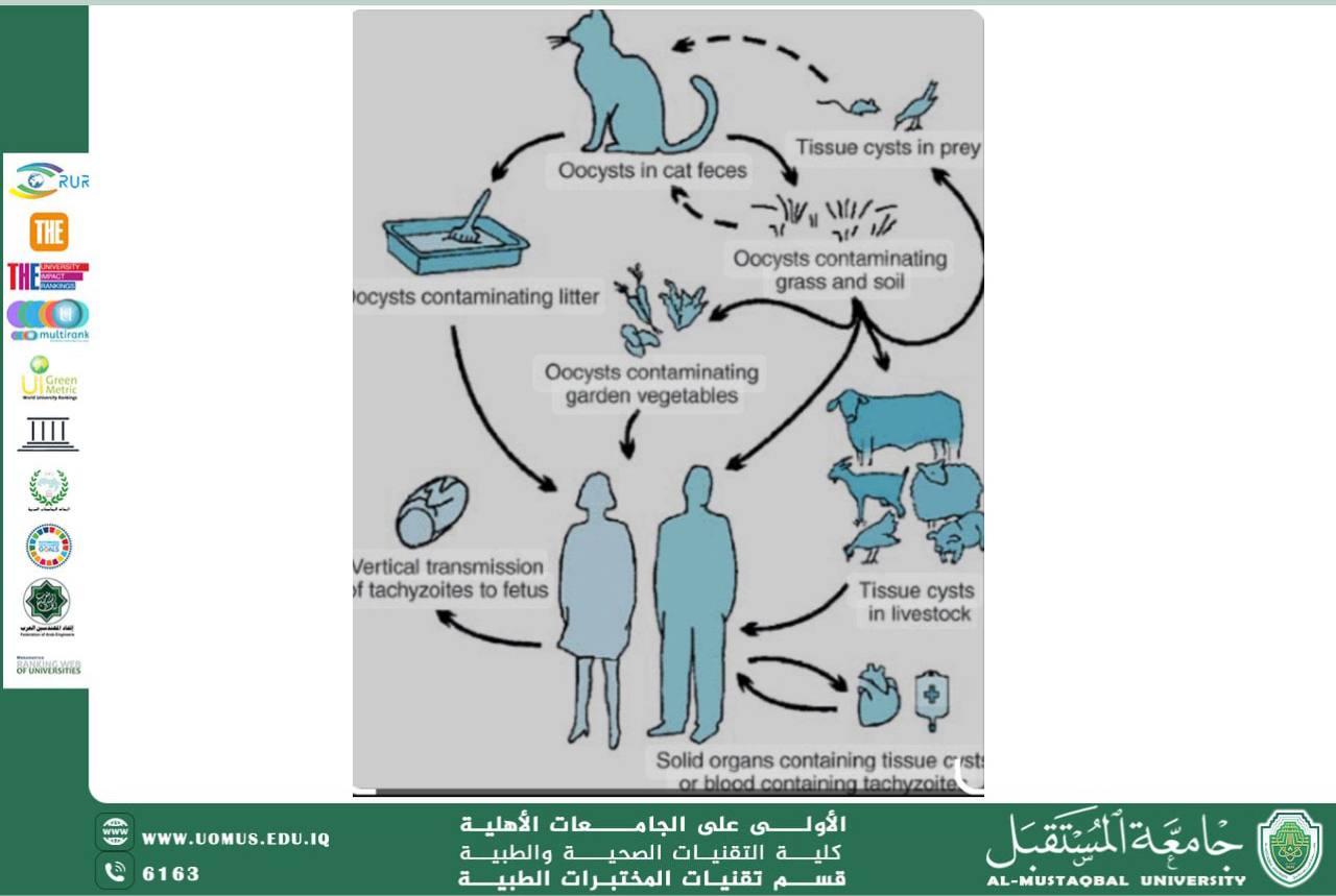 مقالة علمية للسيدة روز صالح بعنوان أمراض توكسوبلازما (Toxoplasmosis)
