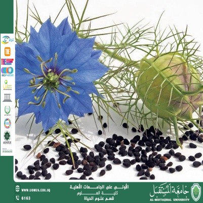 مقالة علمية للتدريسية (م.م زينب ناظم عزيز) بعنوان "نبات الحبة السوداء (حبة البركة) "