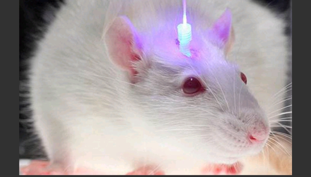 مقالة علمية بعنوان " علم البصريات الوراثي" للتدريسي م.د.حسام جواد كاظم 