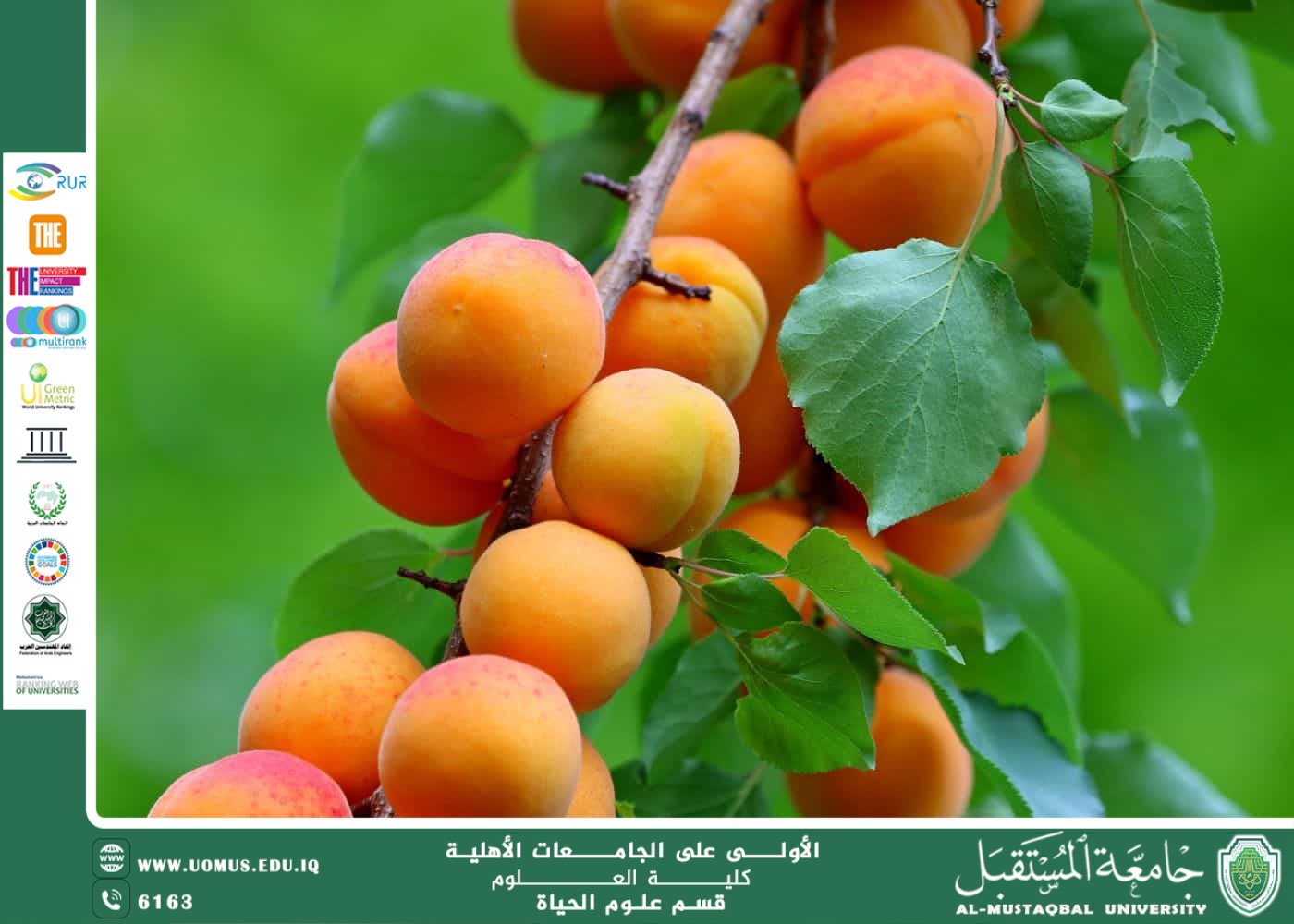 مقالة علمية للتدريسية ( م.م زينب ناظم عزيز )  بعنوان " المشمش "