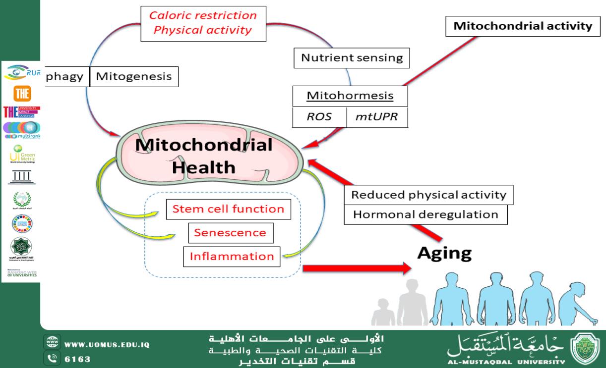 Mitochondrial Inheritance and Aging