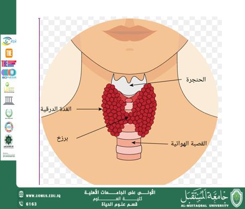 A scientific article by the teaching assistant (Ala Adel Rasmi) entitled "The Thyroid Gland"