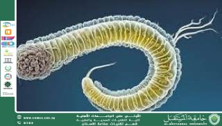 الإسكارس: دودة الإسكارس وأثرها على الصحة