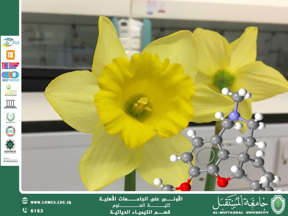 مقالة علمية للتدريسية زهراء حازم حامد بعنوان(كيمياء الزهور: دراسة مركبات النرجس البري وتأثيراتها)