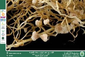 A scientific article by the lecturer (Assistant Professor Zainab Nazim Aziz) entitled “Mycorrhizal Fungi: Their Role and Importance in Agriculture”