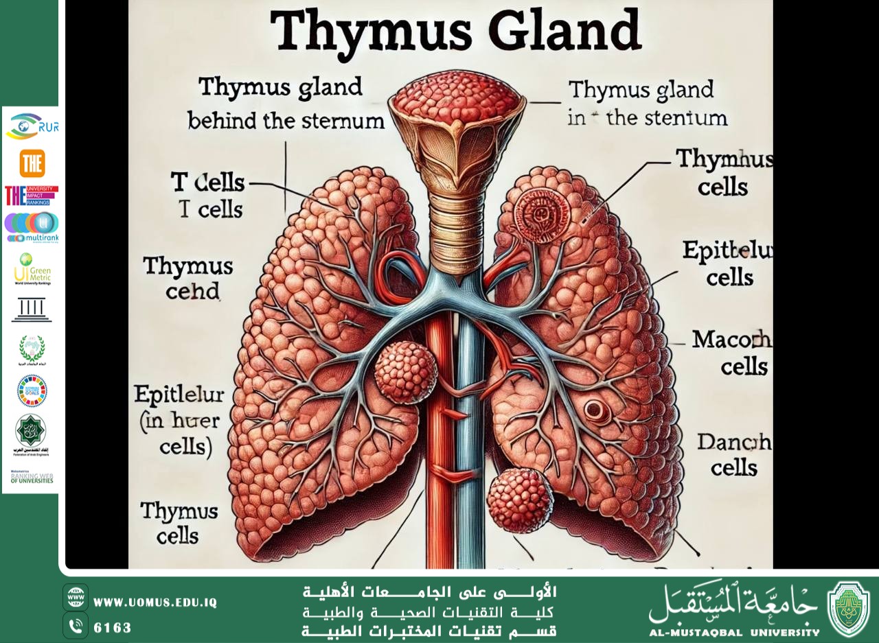 The Thymus Gland in Humans مقالة علمية للسيدة ايات حلمي بعنوان 