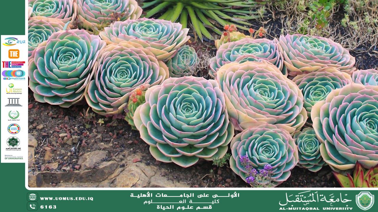 A scientific article by the lecturer (M.M. Duha Abdul Amir Muhammad) entitled “Succulent plants”