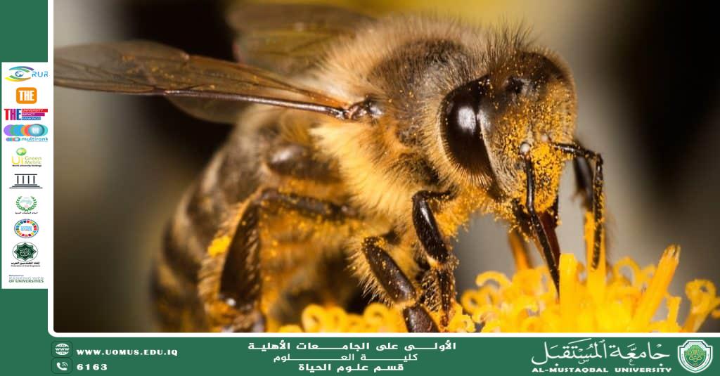 A scientific article by the lecturer (M.M. Duha Abdul Amir Muhammad) entitled “Bees and their Benefits”