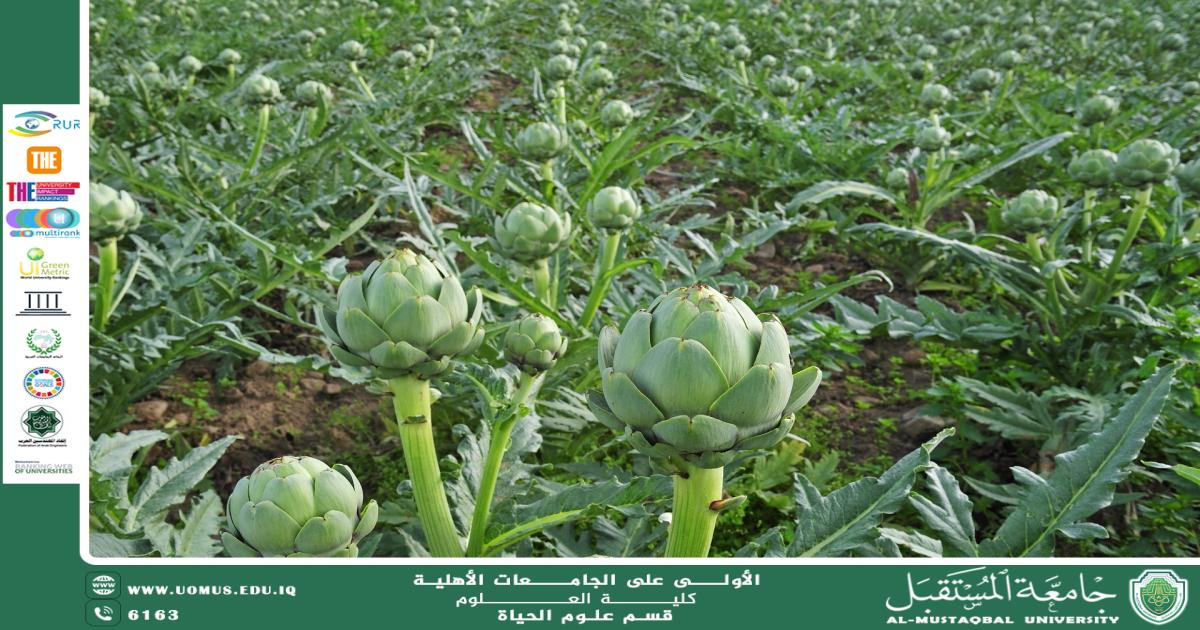 مقالة علمية للتدريسية (م.م ضحى عبدالامير محمد ) بعنوان " نبات الخرشوف "