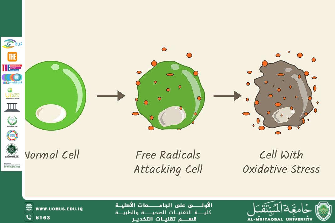 دور مضادات الأكسدة في حماية الخلايا من الإجهاد التأكسدي الناتج عن التلوث  