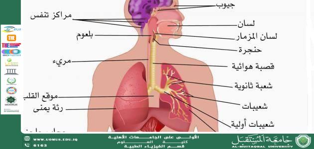 Scientific Article by Lecturer (Asst. Lecturer Ali Jaafar Obeid) titled “The Respiratory System: The Source of Life”