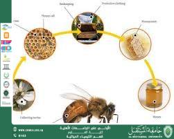 مقالة علمية للدكتور كرار مجيد بعنوان الخصائص الكيميائية والبيوكيميائية للعسل الطبيعي