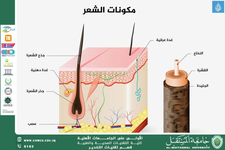 كيف يشيب الشعر؟