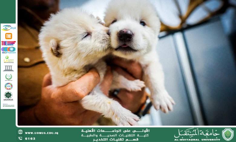 اعادة الذئب الرهيب ، تقدم علمي يثير الجدل 