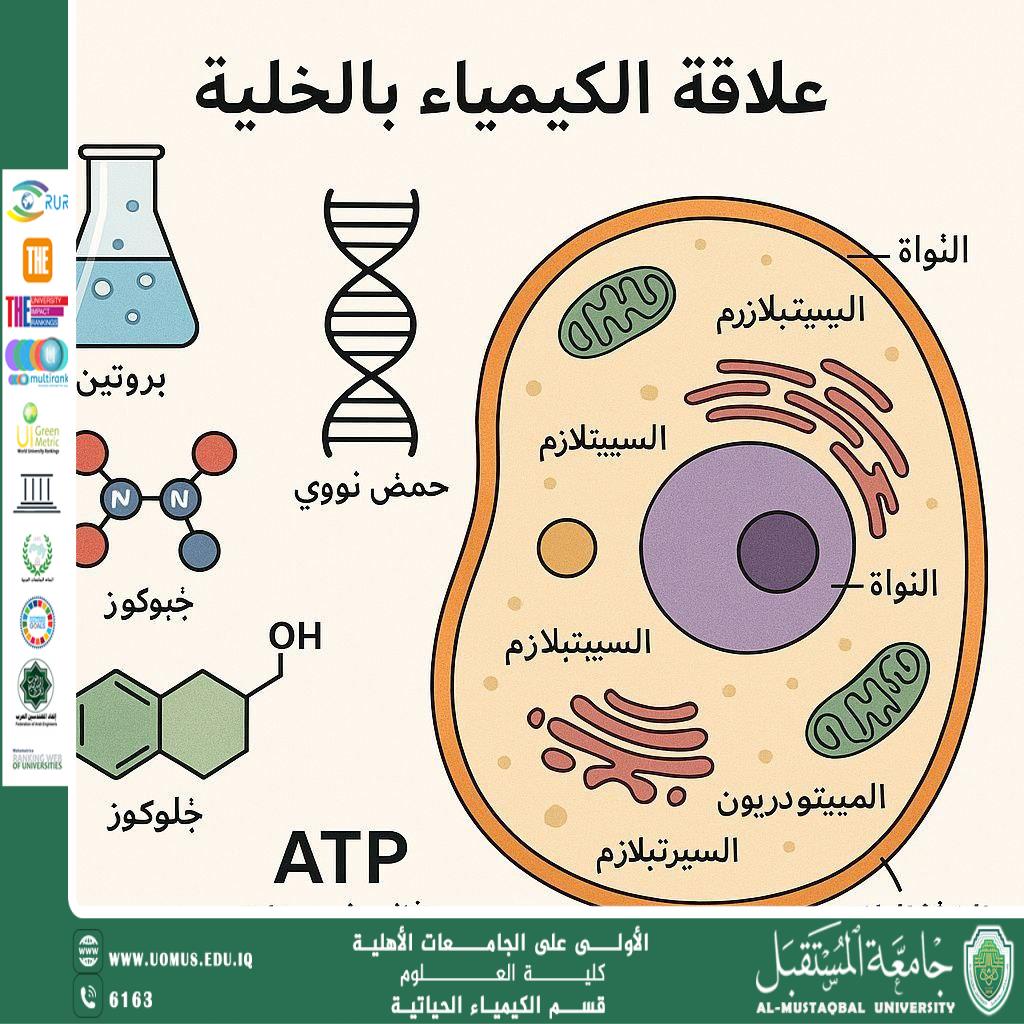 مقالة علمية للتدريسي احمد محمد يوسف بعنوان العلاقة بين الكيمياء والخلية: الأساس الجزيئي للحياة"