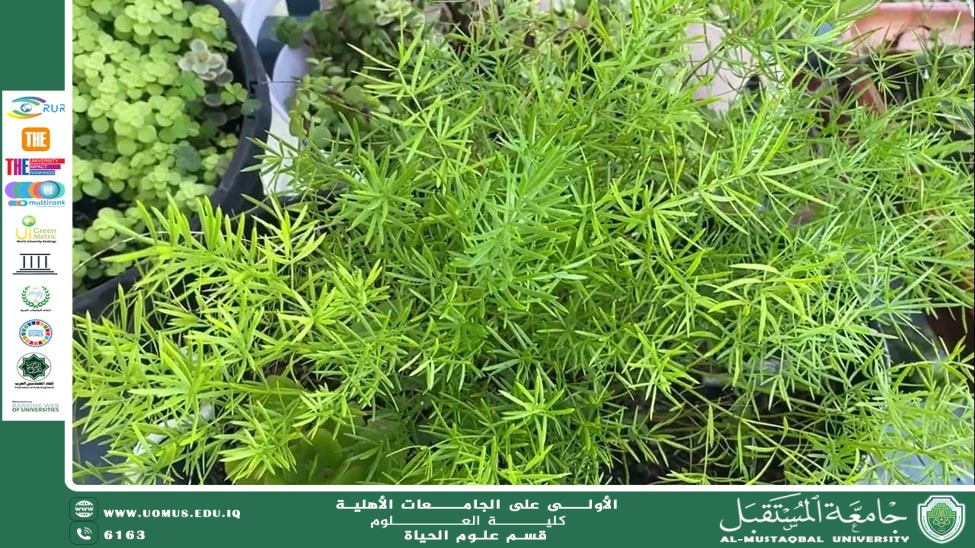 مقالة علمية للتدريسية (م.م زينب ناظم عزيز ) بعنوان "  نبات السباركس (Sparaxis) "