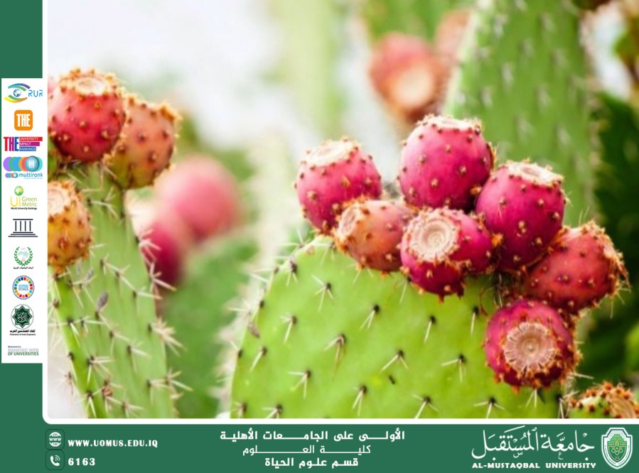 مقالة علمية للمعيدة علا عادل رسمي  بعنوان " النباتات الصحراوية "