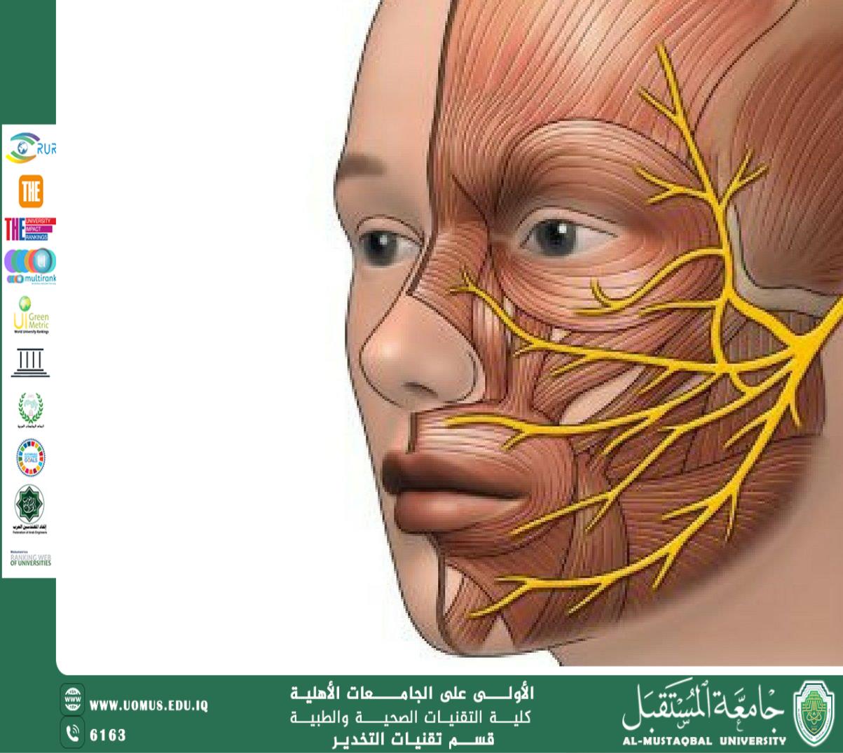التهاب العصب السابع (شلل بيل): الأسباب، الأعراض، والعلاج