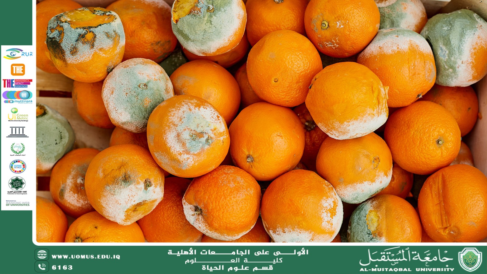 مقالة علمية للمعيدة بنين معن كريم بعنوان "العفن في الأطعمة: أسباب نموه وتأثيره على الصحة العامة"