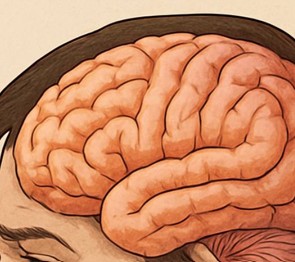 داء القطط (داء المقوسات): الأسباب، الأعراض، التشخيص، والعلاج**