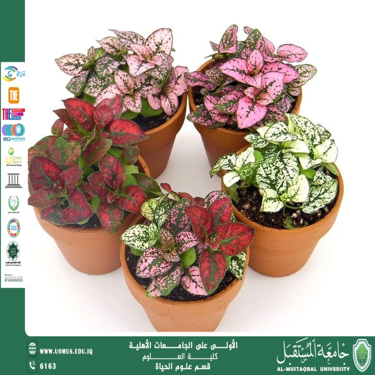 A scientific article by the lecturer (Assistant Professor Zainab Nazim Aziz) entitled “Fittonia Plant: The Beauty of Colors and Diversity in Home Decorations”