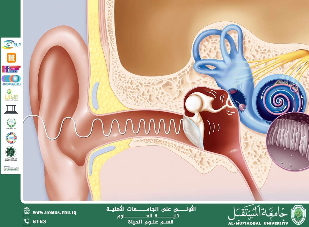 A scientific article by teaching assistant Banin Maan Karim entitled "Otitis Media"