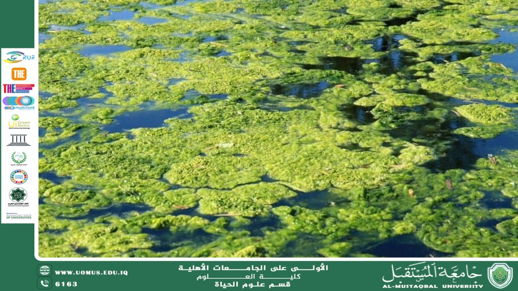 مقالة علمية للانسة نور الهدى عزمي حسن  بعنوان " دور الطحالب في تنقية المياه وإنتاج الطاقة الحيوية"