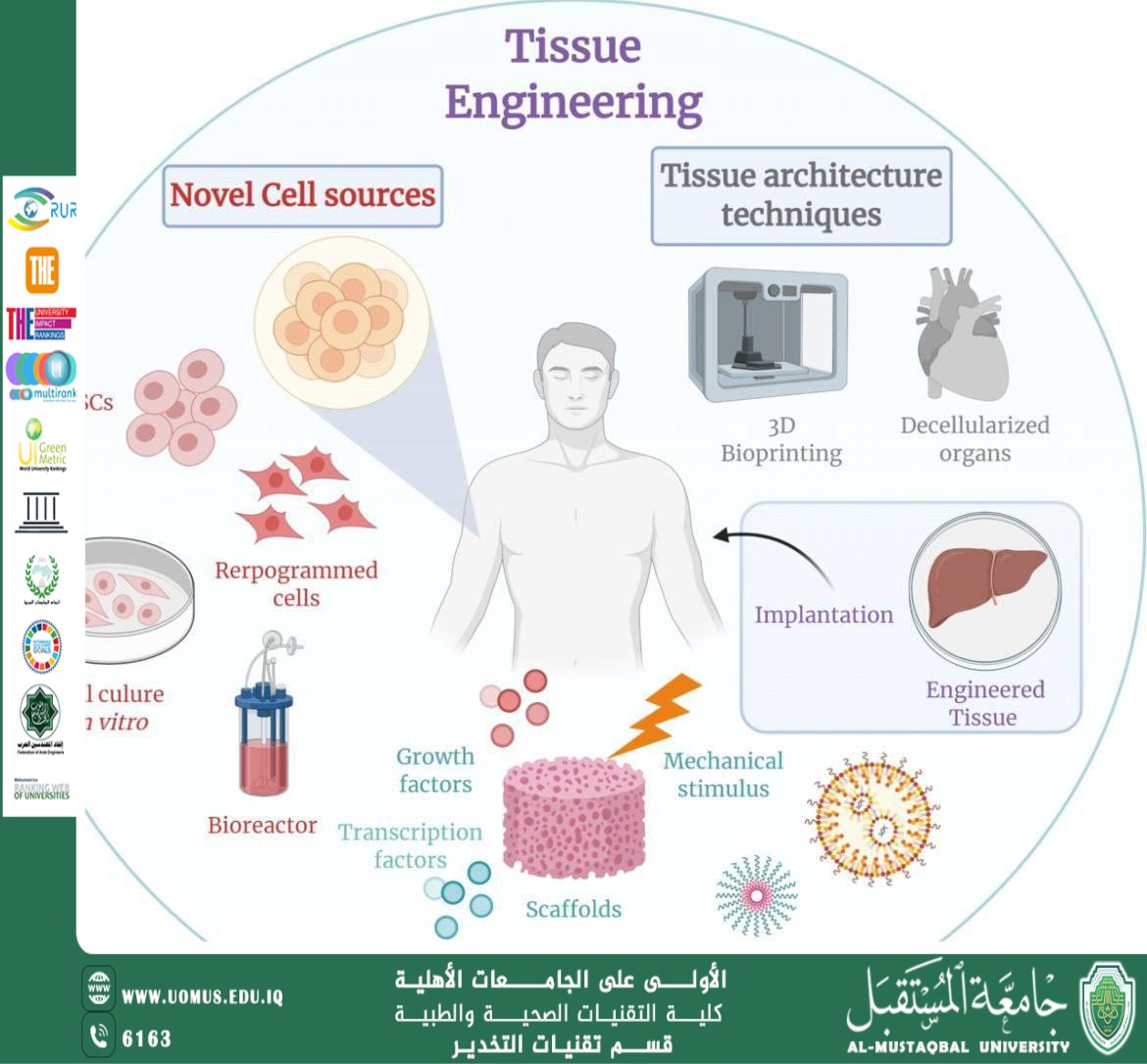 Tissue Engineering: The Future of Regenerative Medicine  