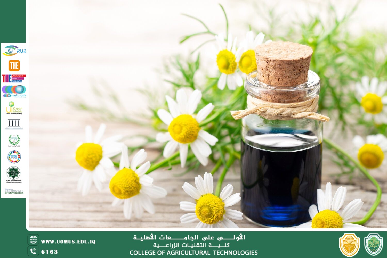 مقالة علمية للتدريسي م.م رفل فوزي كريم بعنوان البابونج الألماني (Matricaria chamomilla): زهرة الطبيعة لتهدئة الجسد والروح