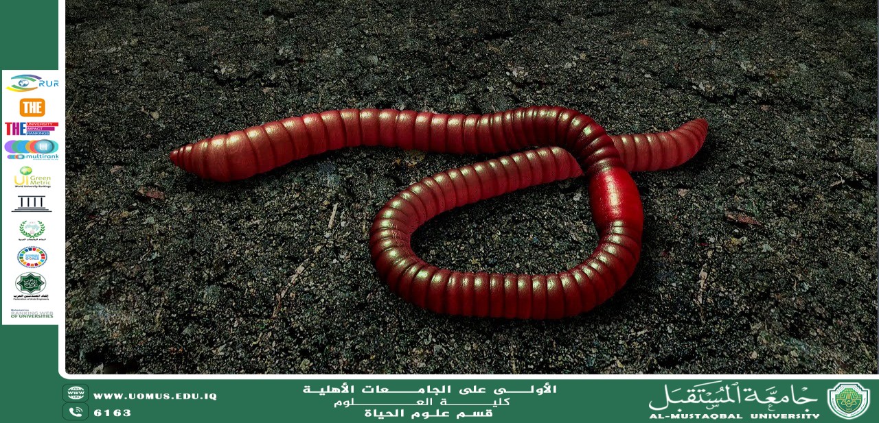 مقالة علمية للانسة نور الهدى عزمي بعنوان التكاثر والتنوع البيولوجي في الديدان الحلقية