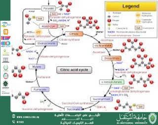 مقالة علمية للمعيدة ايلاف علي بعنوان  دورة كريبس (Krebs Cycle): المحرك الحيوي لإنتاج الطاقة