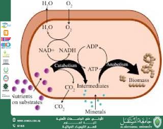 مقالة علمية للمعيدة ايلاف علي بعنوان  بعنوان المسارات الأيضية (Metabolic Pathways)