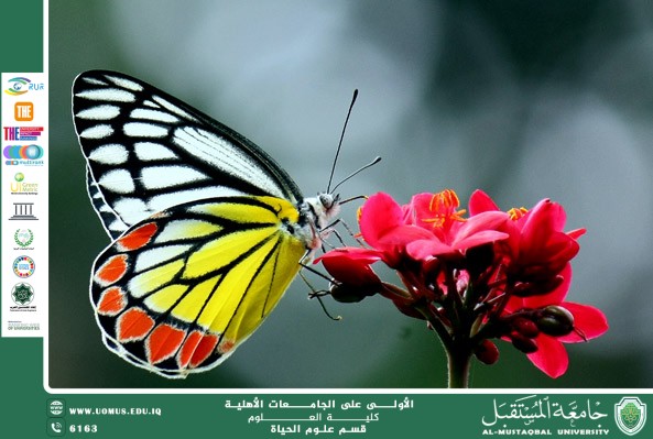 مقالة علمية للانسة نور الهدى عزمي حسن بعنوان أهمية الأزهار في السلسلة الغذائية للأنظمة البيئية البرية