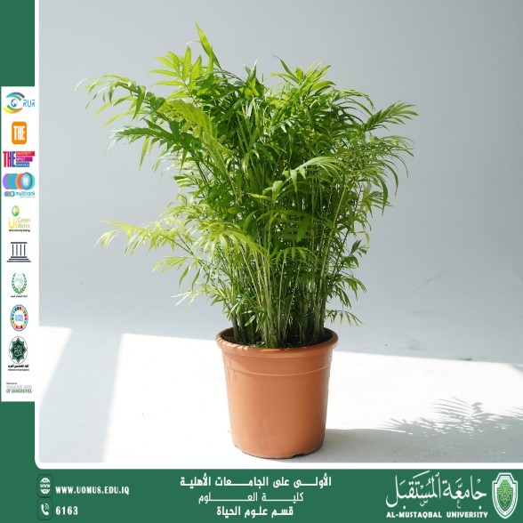 A scientific article by the lecturer (Assistant Professor Zainab Nazim Aziz) entitled “Areca Palm”