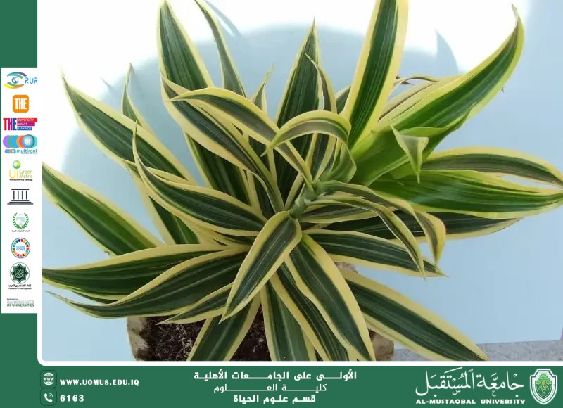 A scientific article by lecturer Ms. Zainab Nazim Aziz entitled "Dracaena: Everlasting Beauty in Home and Office Decorations"