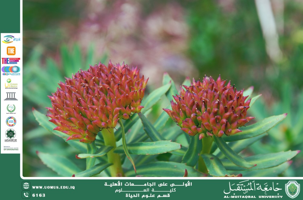 A scientific article by the lecturer, Ms. Zainab Nazim Aziz, entitled “The King’s Crown Plant.”