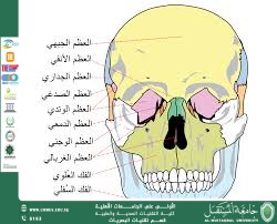 مقالة علمية للتدريسي م.م مهيمن سمير عارف بعنوان (الجمجمة الناطقة الذكية: وسيلة تعليمية تجمع بين العلم والتكنولوجيا)