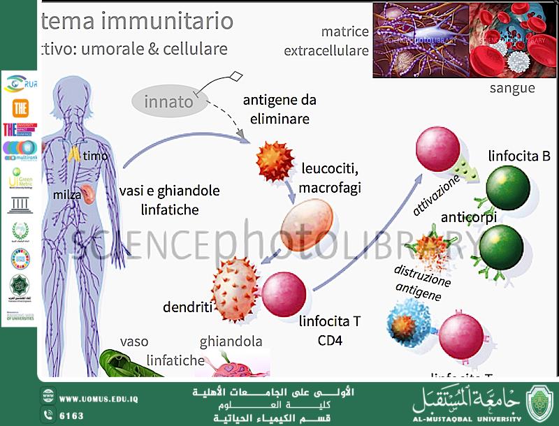 مقالة علمية لرئيس قسم الكيمياء الحياتية أ.د ناصر عبد الحسن بعنوان علم المناعة وأثره على الصحة الجيدة