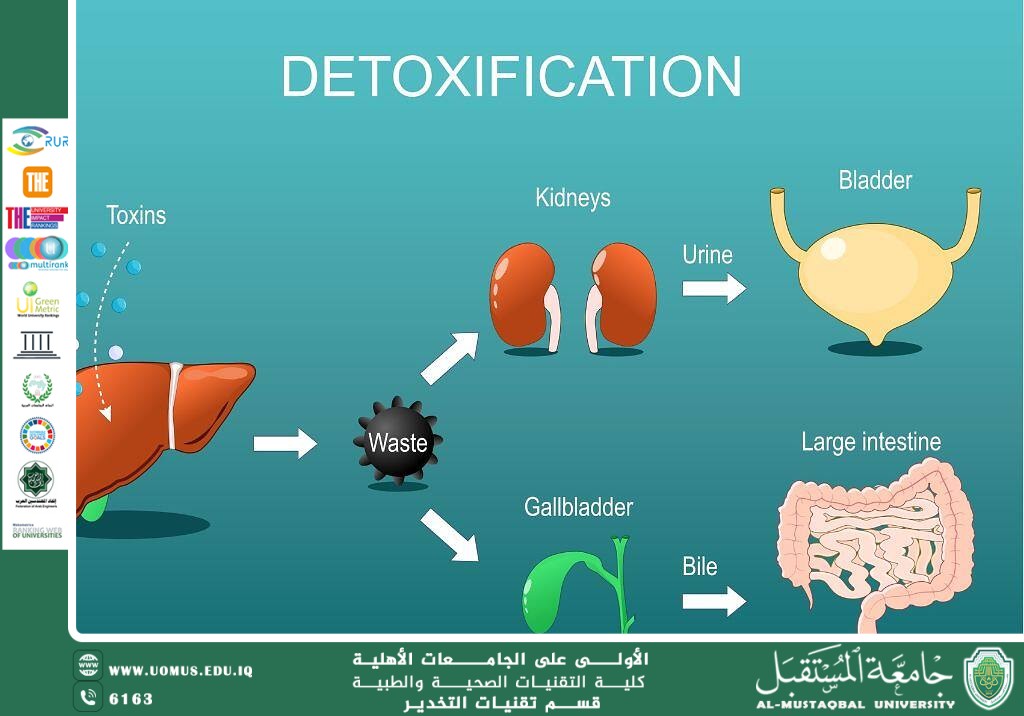 # The Effects of Gasoline (Petrol) Drinking on Liver Functions  