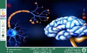 مقالة علمية للمعيدة حوراء علي بعنوان أثر التوتر النفسي على كيمياء الدماغ