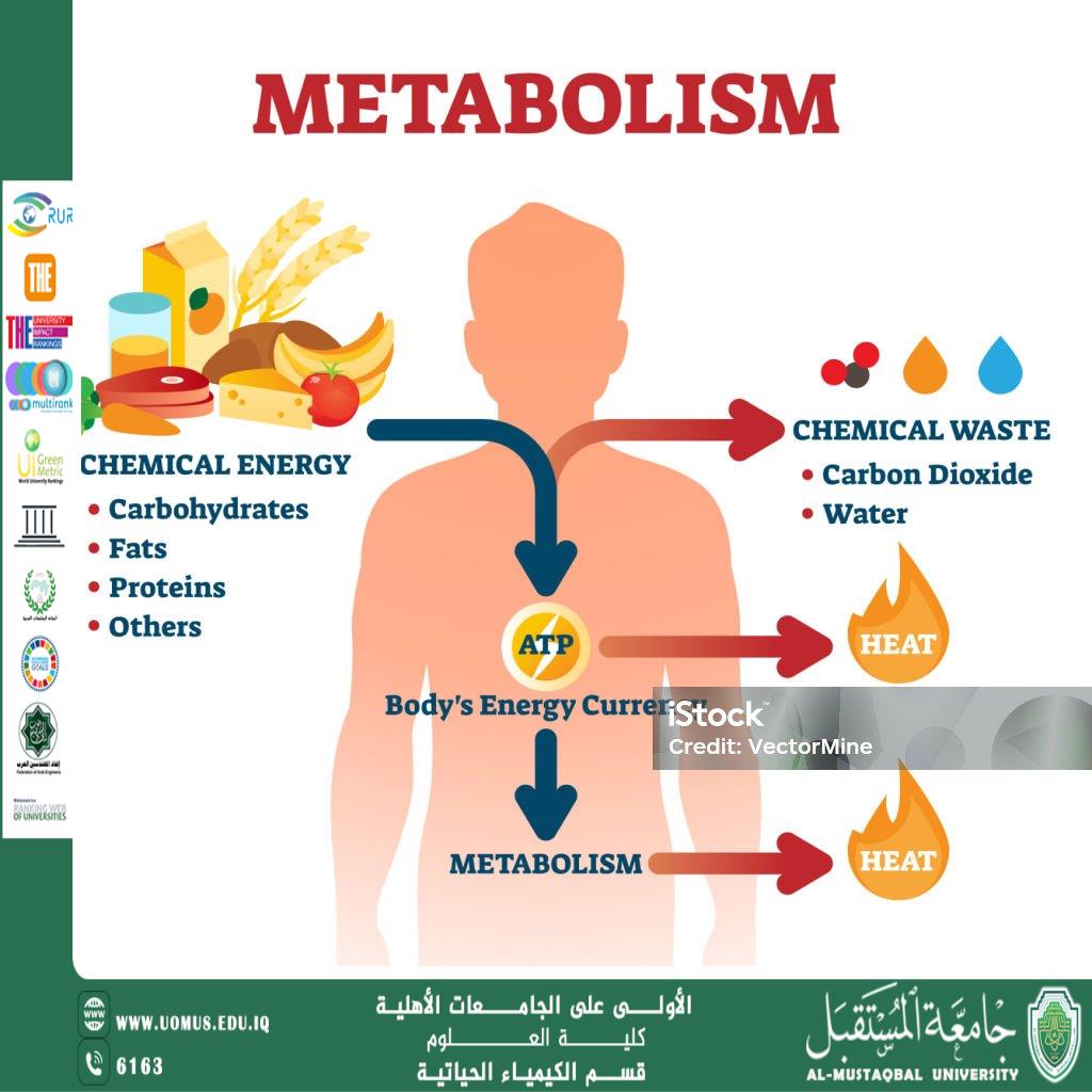 مقالة علمية للدكتور كرار مجيد عبيد بعنوان قلة الحركة وتغير استقلاب الجلوكوز: منظور كيميائي حيوي