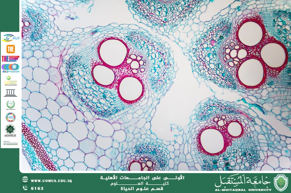 مقالة علمية للانسة نور الهدى عزمي حسن بعنوان "  تجديد الأنسجة في النبات: الأسس الخلوية والجزيئية "