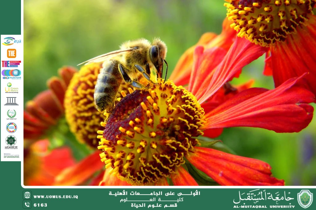 مقالة علمية للانسة نور الهدى عزمي حسن بعنوان "  العلاقة بين الشجيرات والنحل: تعزيز التلقيح البيئي والإنتاج الزراعي"