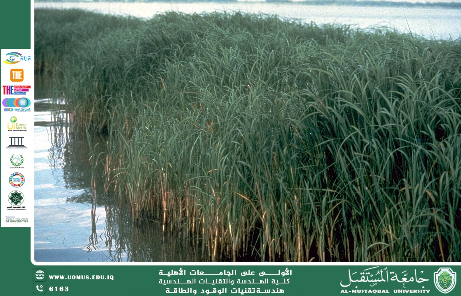 نبات البردي أو القصب في الأهوار