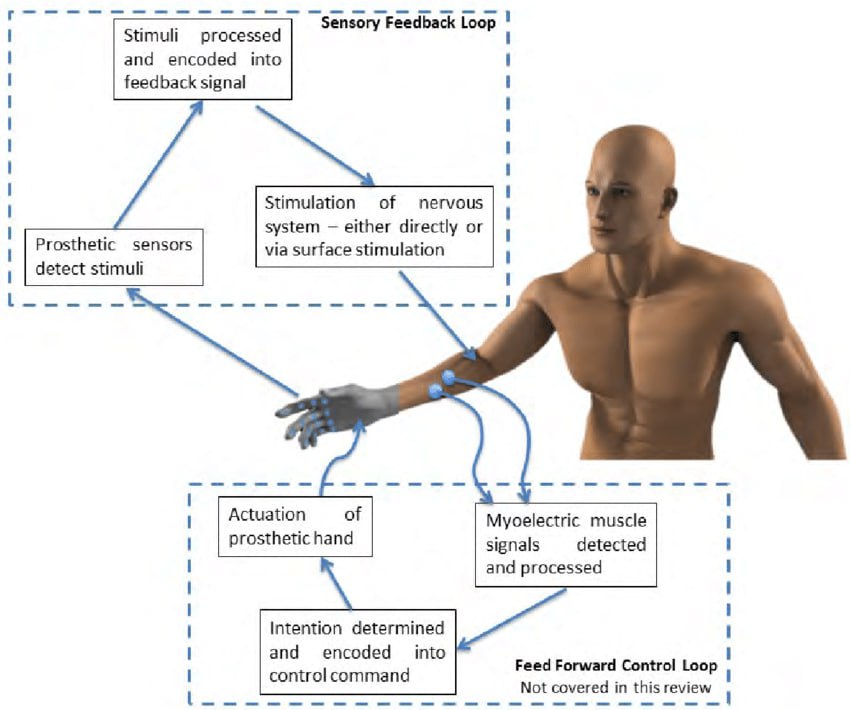 Developing a Prosthetic Limb with Sensory and Neural Feedback Technology