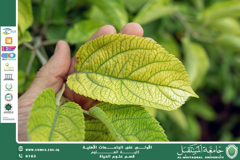 مقالة علمية للانسة نور الهدى عزمي حسن بعنوان "نظام المناعة الفطري في النباتات"