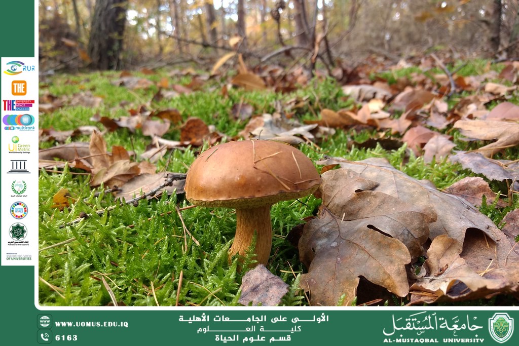 مقالة علمية للانسة نور الهدى عزمي حسن بعنوان "تصنيف الفطريات "